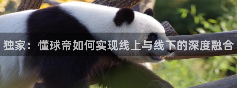 独家：懂球帝如何实现线上与线下的深度融合