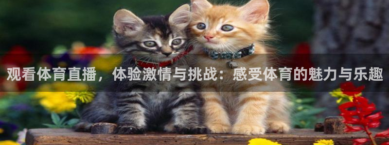 观看体育直播，体验激情与挑战：感受体育的魅力与乐趣