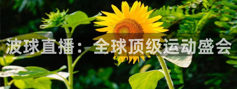 波球直播：全球顶级运动盛会